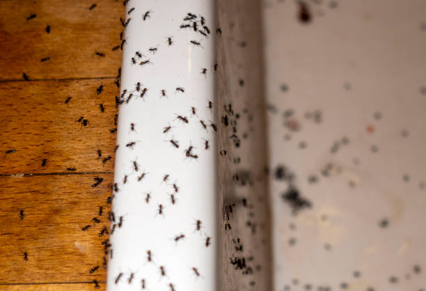 Best Local Pest Control Services  in Fairlawn, OH